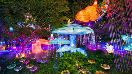 九龙湾花星球第 26 张图片