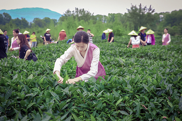 武夷香江茗苑第 41 张图片