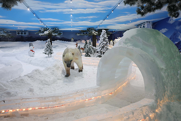 北极熊冰雪王国第 7 张图片