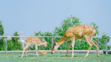 白茶原小鹿园营地