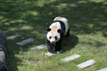 太阳岛大熊猫馆第 23 张图片