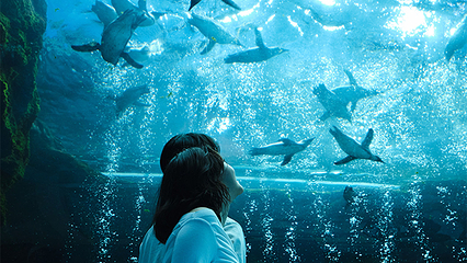 济州岛Aqua Planet水族馆第 15 张图片
