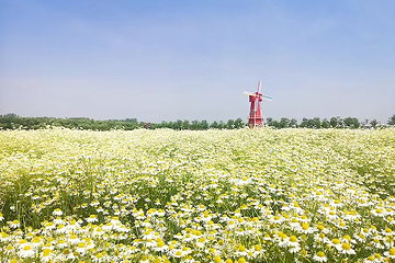 聊城芳香文化博览园第 5 张图片