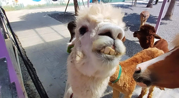 垦草趣亲子园区