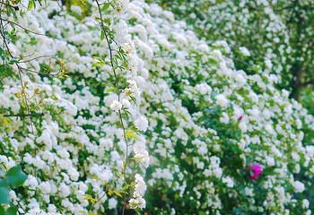 香草花田第 19 张图片