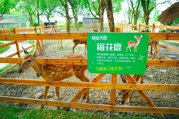 梅花洲第 32 张图片