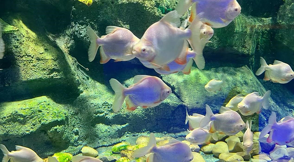 下沙奥莱冰雪海洋世界