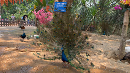 西双版纳勐泐文化旅游区第 109 张图片