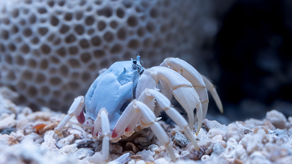 三亚亚特兰蒂斯失落的空间水族馆第 98 张图片