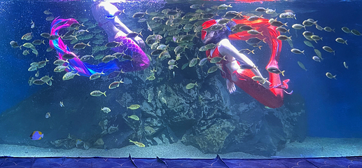 临汾海昌海洋探索馆第 74 张图片