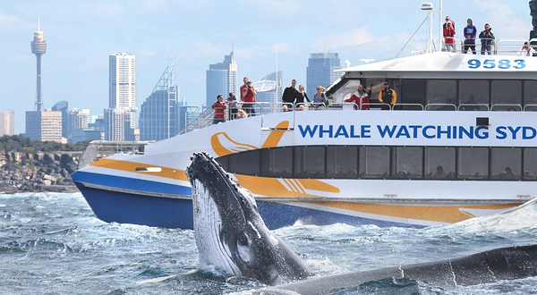 悉尼观鲸游船