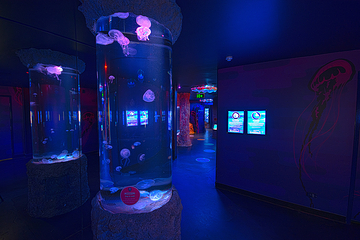 阳光海岸水族馆第 21 张图片