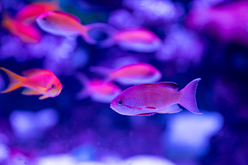 悉尼水族馆第 24 张图片