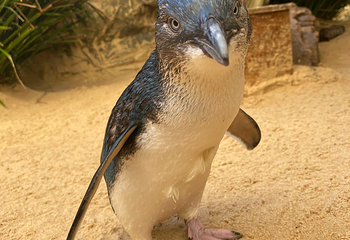 悉尼水族馆第 33 张图片