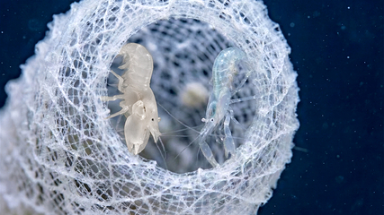 三亚亚特兰蒂斯失落的空间水族馆第 93 张图片