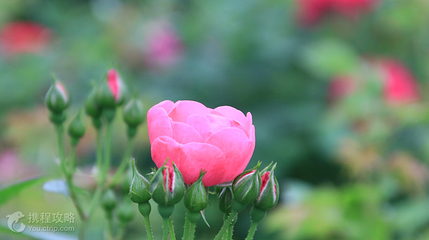 花园郎洞第 5 张图片