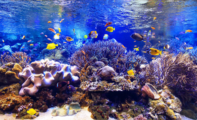 鸟羽水族馆第 17 张图片