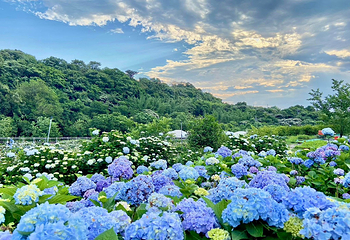 高家绣球花田万里第三园区第 5 张图片