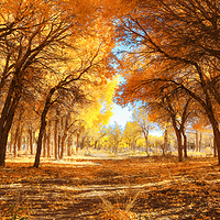 黑城弱水胡杨风景区