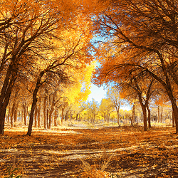 黑城弱水胡杨风景区