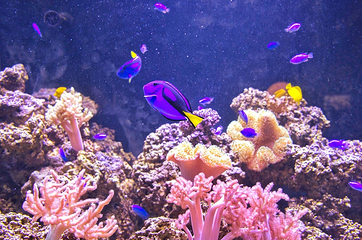 澎湖水族馆第 2 张图片