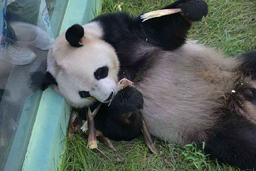 太阳岛大熊猫馆第 14 张图片
