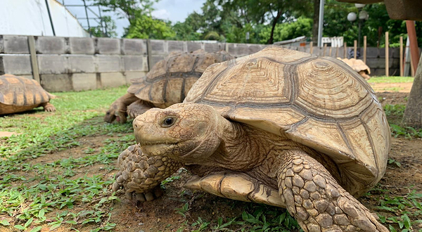 新加坡活龟博物馆