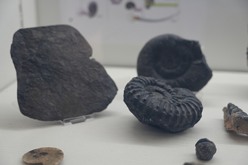 新琅琊恐龙展-《人与生物学》展学空间第 5 张图片