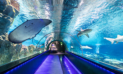 Sea Life COEX水族馆第 6 张图片