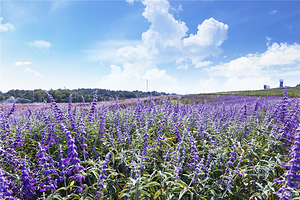 洋沙湖国际旅游度假区