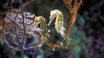上海海洋水族馆第 71 张图片