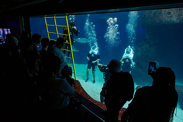 佛州水族馆第 35 张图片