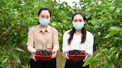 葛鹅桑园小镇第 5 张图片