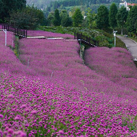 羊昌花画小镇