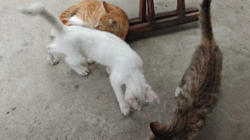 神奇动物探秘官