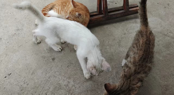 神奇动物探秘官