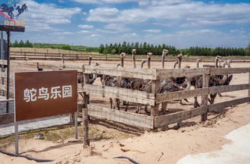 白音部落生态旅游度假景区第 42 张图片