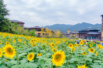 英山四季花海景区第 12 张图片