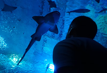 塞维利亚水族馆第 19 张图片