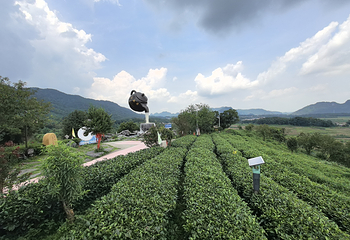 茶趣园第 38 张图片