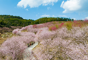 明月山花海原居第 12 张图片