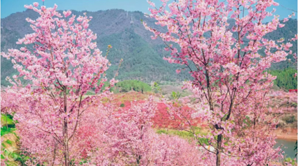 千岛湖樱花岛第 2 张图片