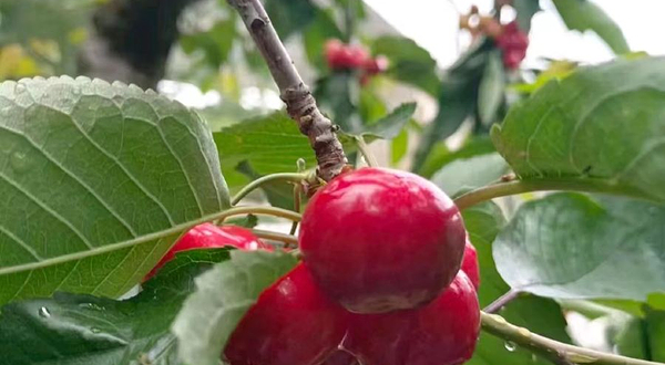 化字炉沟生态园