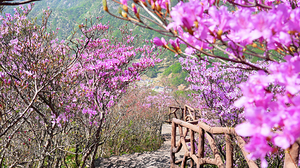 英山县天马寨风景区第 37 张图片