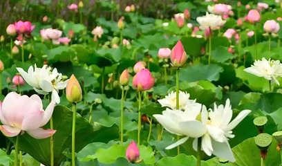 岐山湖风景区第 42 张图片