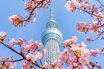 东京晴空塔第 16 张图片