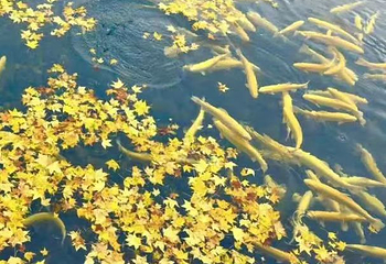 露水河长白山国际狩猎场第 107 张图片