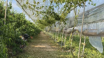 百果香农业专业合作社