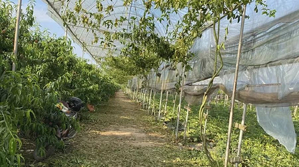 百果香农业专业合作社第 1 张图片