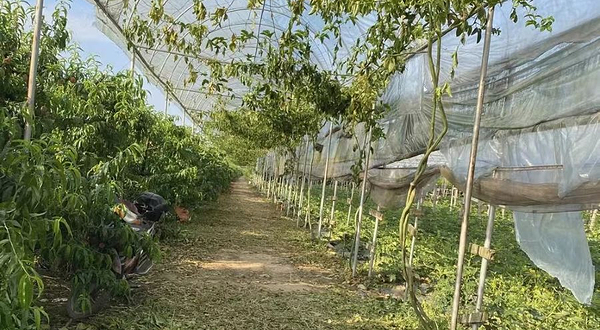 百果香农业专业合作社